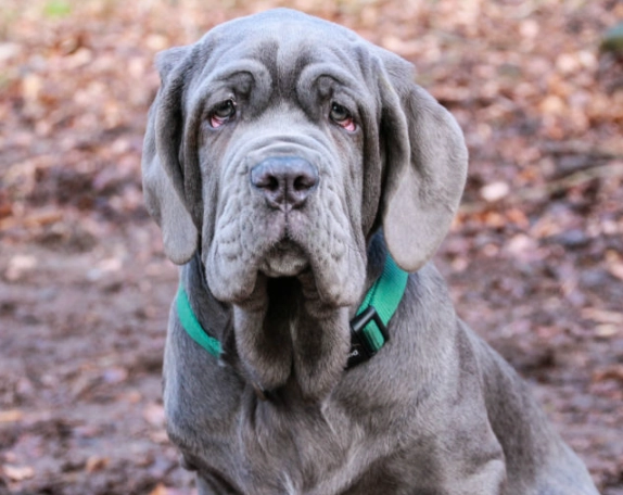 Neapolitan Mastiff care guide Neapolitan Mastiff care guide
