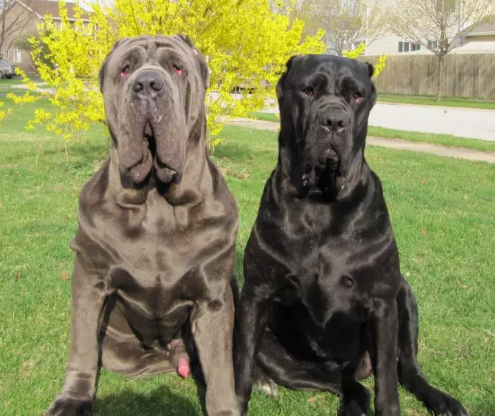 Mastiff care Mastiff care