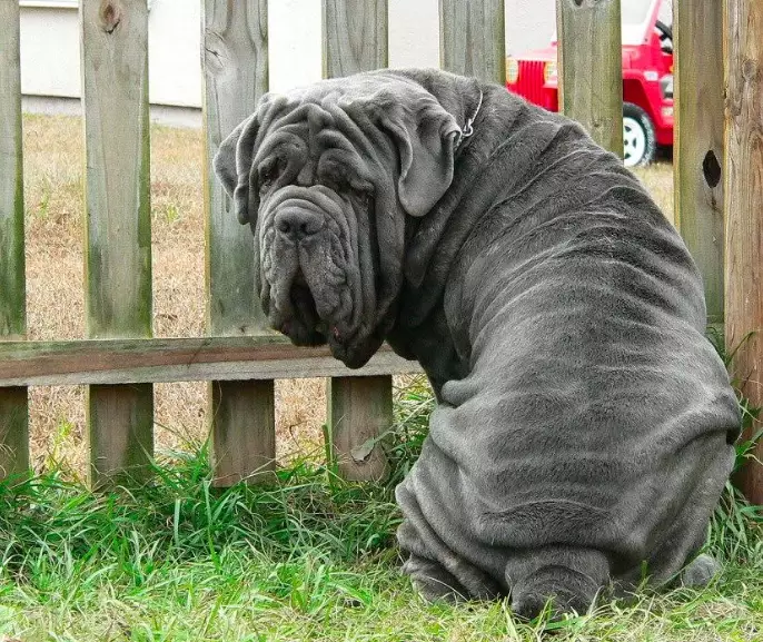 Neapolitan Mastiff care guide Neapolitan Mastiff care guide