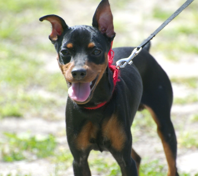 Miniature Pinscher care Miniature Pinscher care