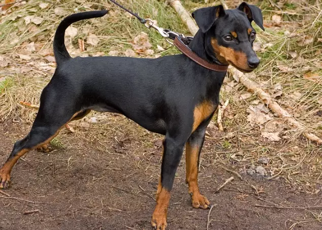 Miniature Pinscher temperament Miniature Pinscher temperament