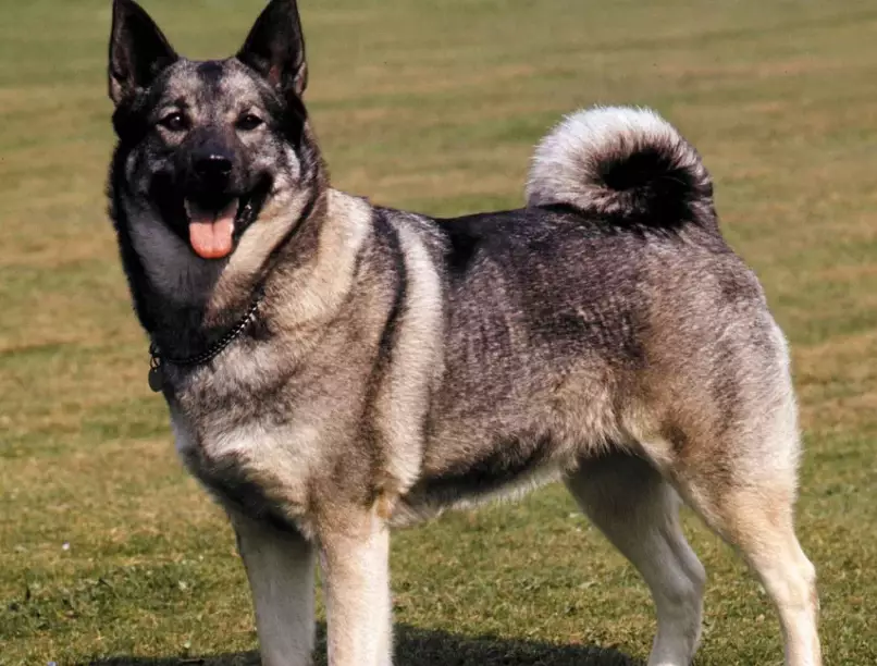 Norwegian Elkhound family dog