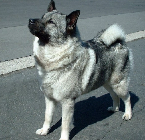 Norwegian Elkhound family dog