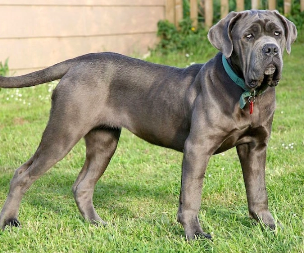 Neapolitan Mastiff temperament Neapolitan Mastiff temperament