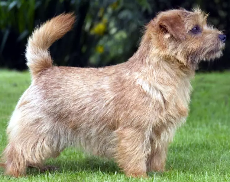 Norfolk Terrier care