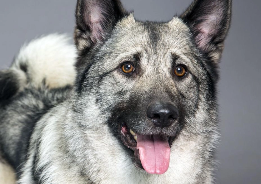 Norwegian Elkhound pros and cons