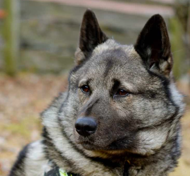 Norwegian Elkhound family dog