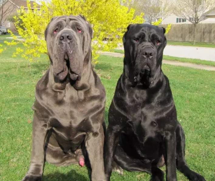 Neapolitan Mastiff temperament Neapolitan Mastiff temperament