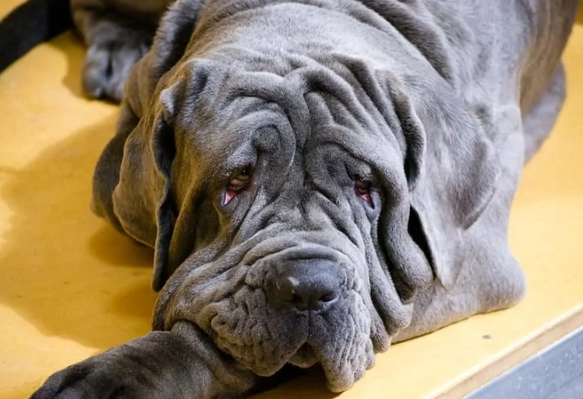 Neapolitan Mastiff care guide Neapolitan Mastiff care guide
