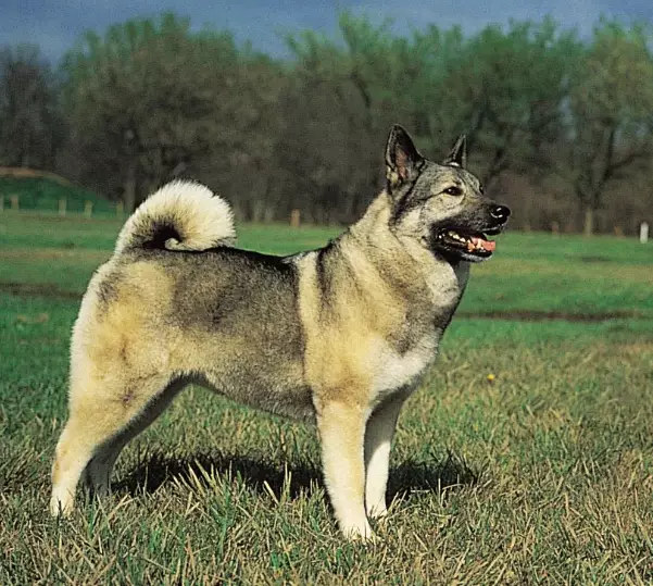 Norwegian Elkhound pros and cons