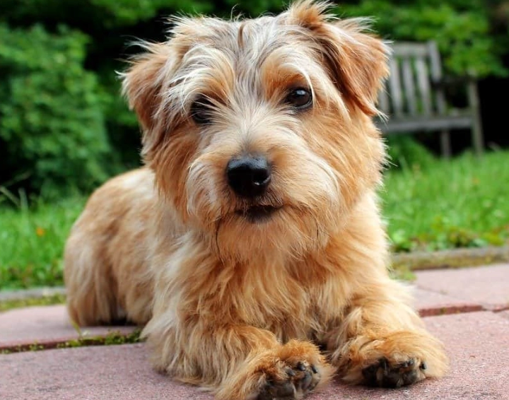 Norfolk Terrier care