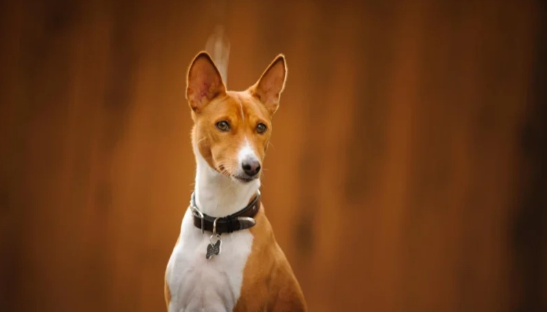 Basenji bark Basenji bark