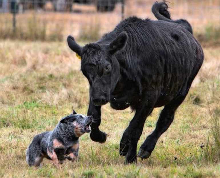 Australian Cattle Dog comparison Australian Cattle Dog comparison