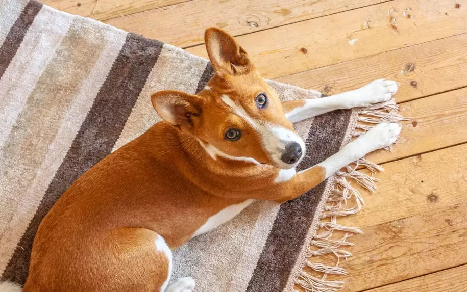 Basenji yodel Basenji yodel