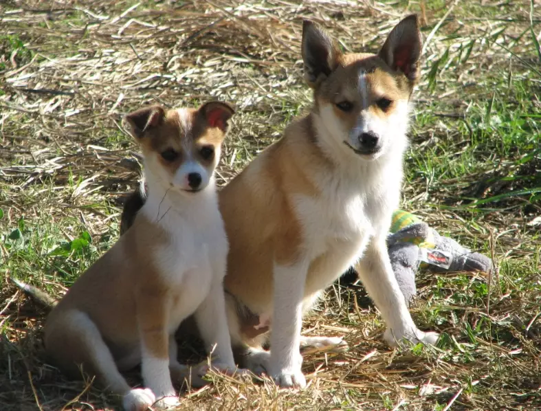 Puffin dog Puffin dog