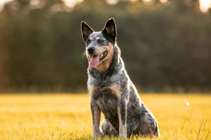 blue heeler vs stumpy tail blue heeler vs stumpy tail