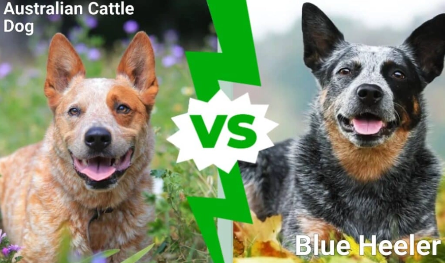Stumpy tail Cattle dog vs blue heeler