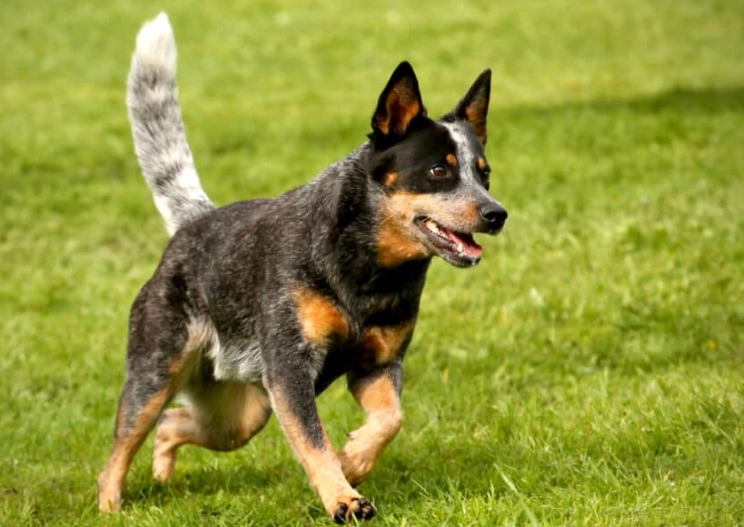 difference between Stumpy Tail and Blue Heeler difference between Stumpy Tail and Blue Heeler