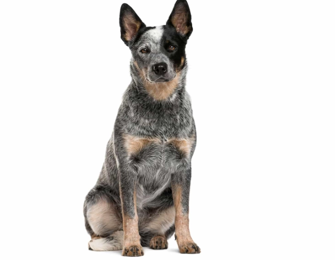 Australian Stumpy Tail Cattle Dog Australian Stumpy Tail Cattle Dog