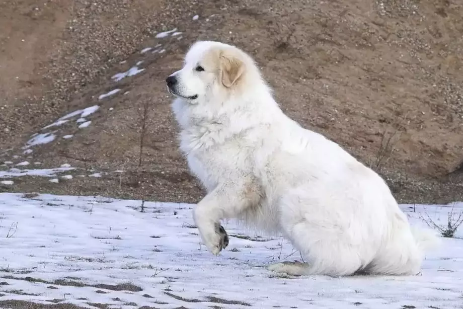 large dog breed comparison