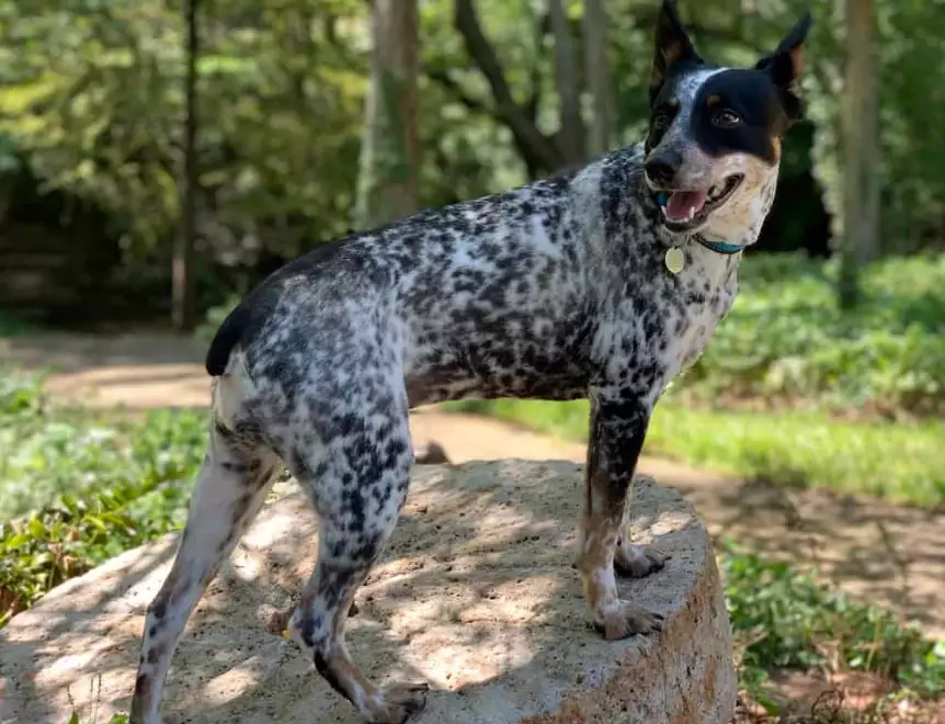 are stumpy tail cattle dogs good pets are stumpy tail cattle dogs good pets