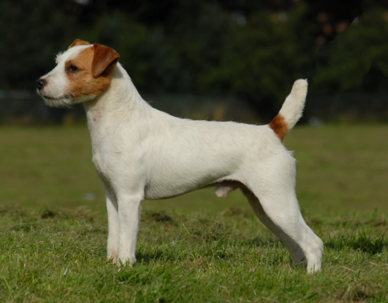 Parson Russell Terrier health issues Parson Russell Terrier health issues