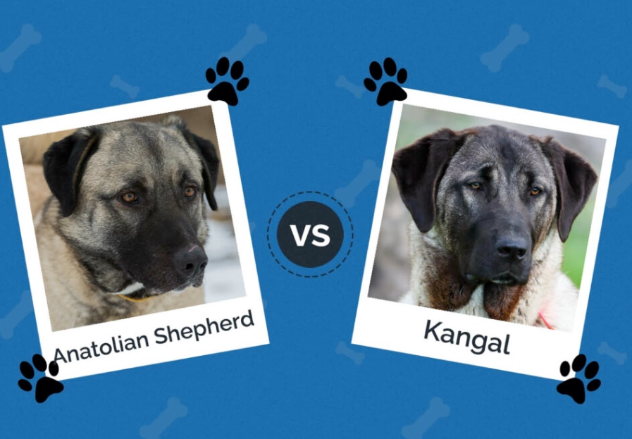 Anatolian Shepherd vs Kangal