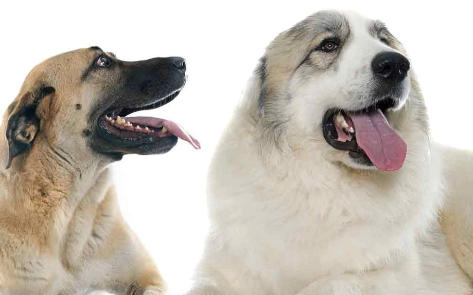 large dog breed comparison