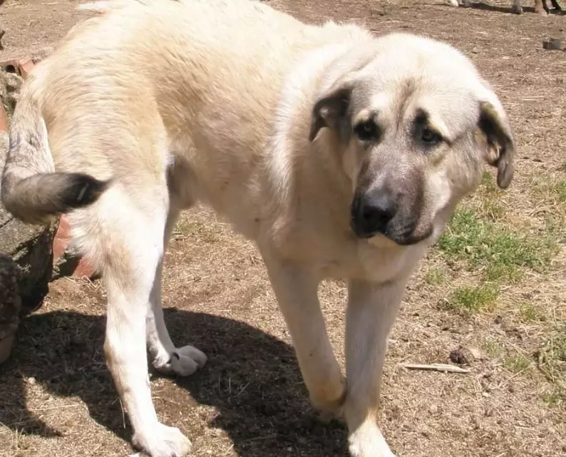Anatolian Shepherd good with kids
