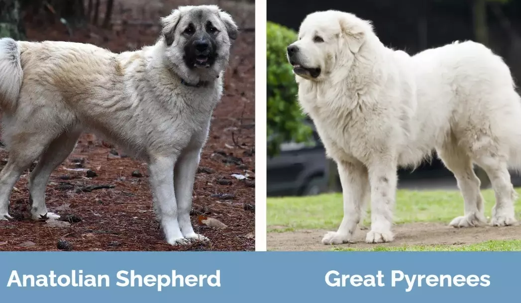 Is a Great Pyrenees bigger than an Anatolian Shepherd?