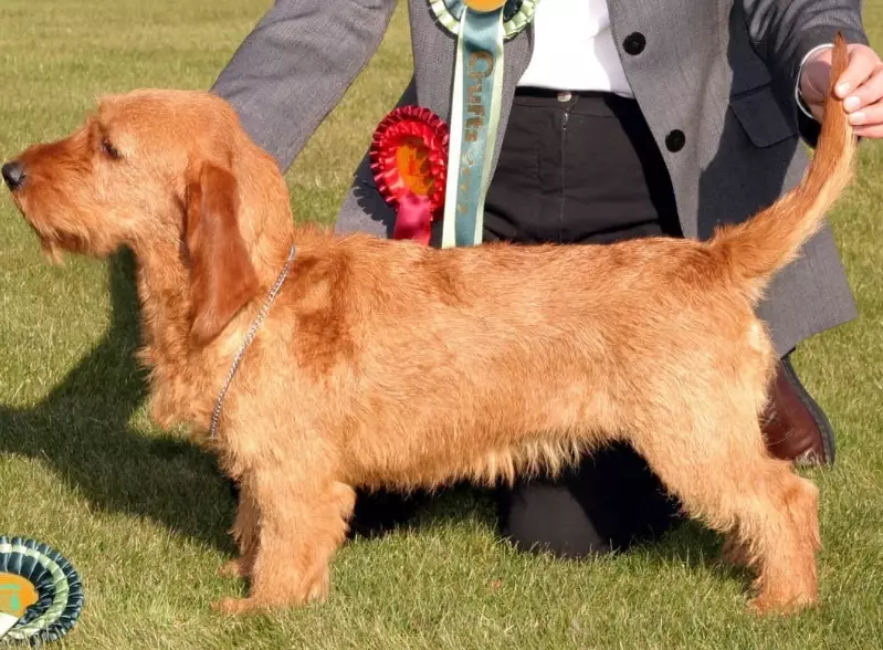 wire-haired dog grooming wire-haired dog grooming