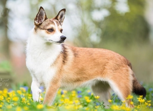 Puffin dog Puffin dog