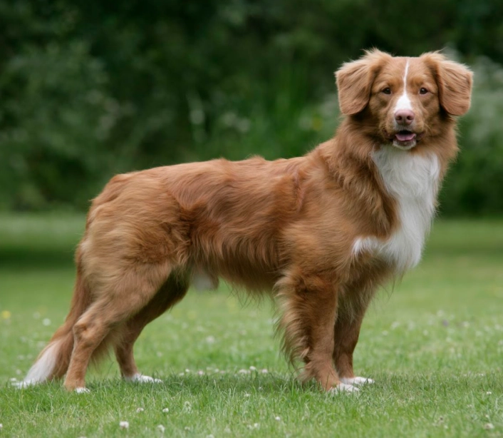 small retriever breed small retriever breed