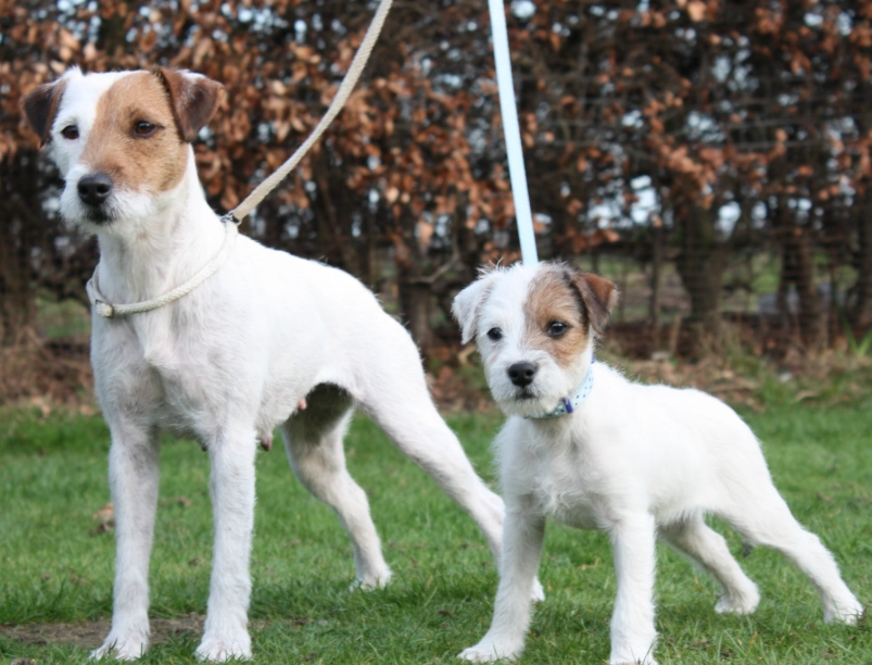 Parson Russell Terrier health issues Parson Russell Terrier health issues