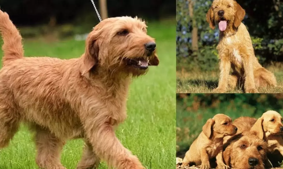 Basset Fauve de Bretagne personality