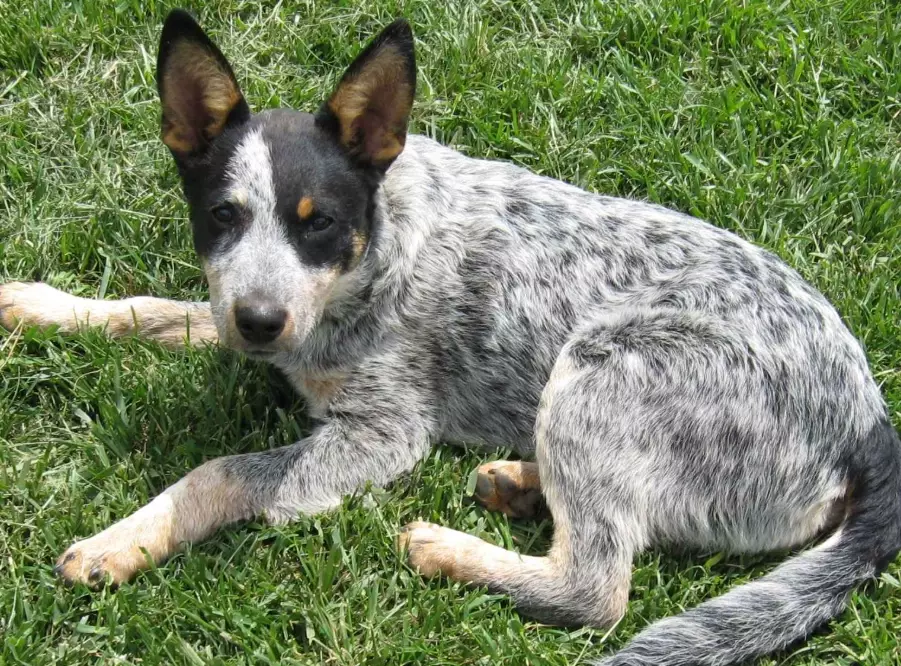 are stumpy tail cattle dogs good pets are stumpy tail cattle dogs good pets