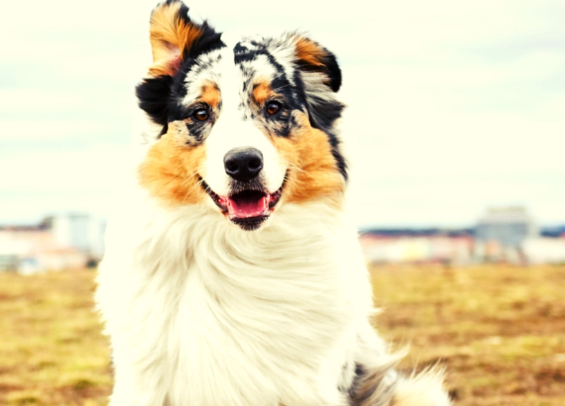 Stumpy Tail Cattle Dog barking Stumpy Tail Cattle Dog barking