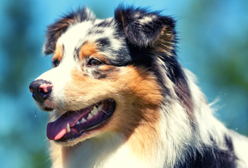 Do Australian stumpies bark a lot Do Australian stumpies bark a lot