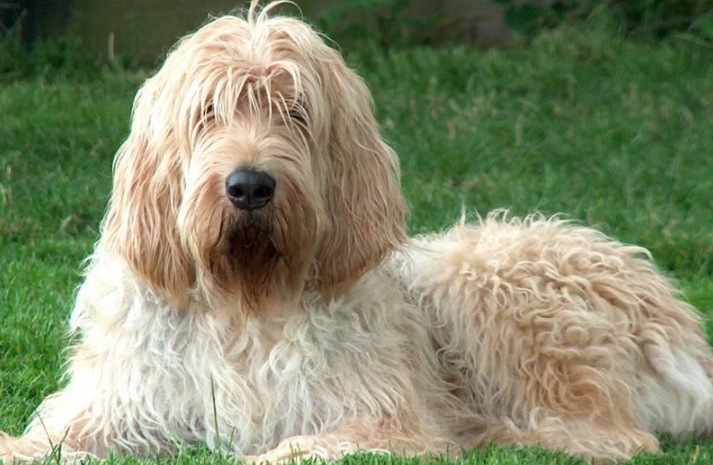 Otterhound temperament