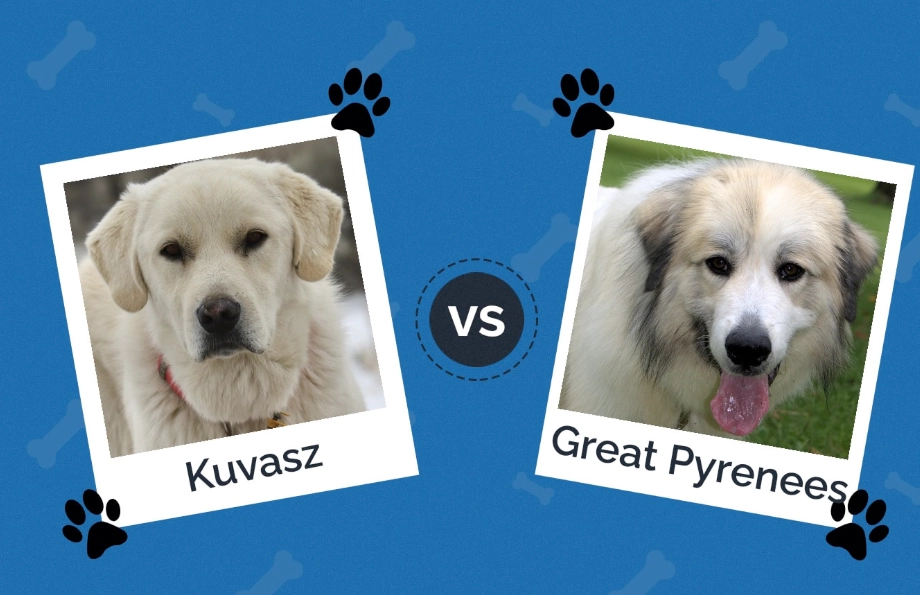 Anatolian Shepherd weight