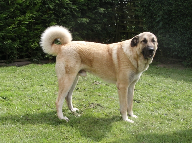 Anatolian Shepherd apartment