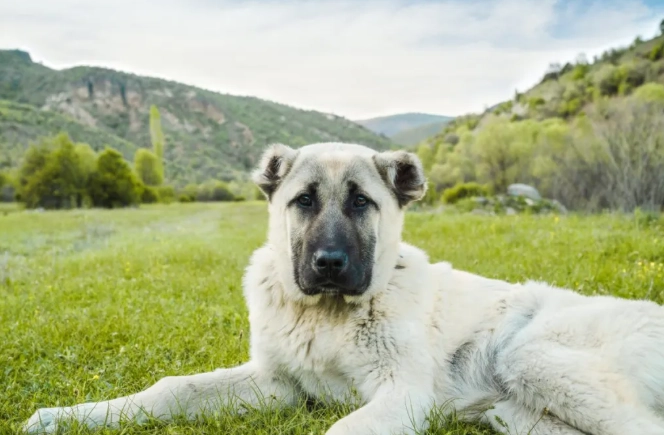 Anatolian Shepherd indoor