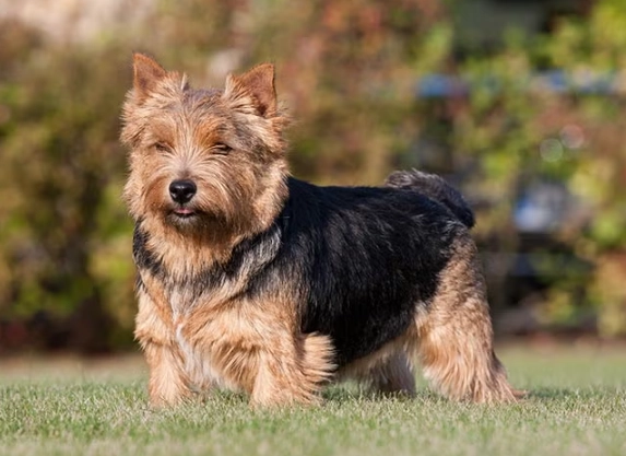 Norwich Terrier temperament Norwich Terrier temperament