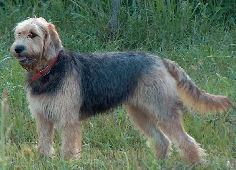 Otterhound rescue