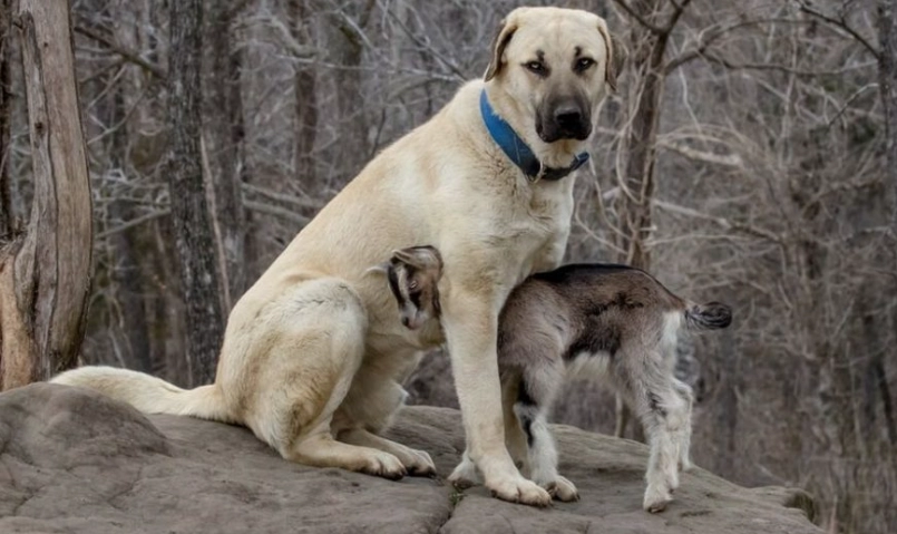 Anatolian Shepherd temperament