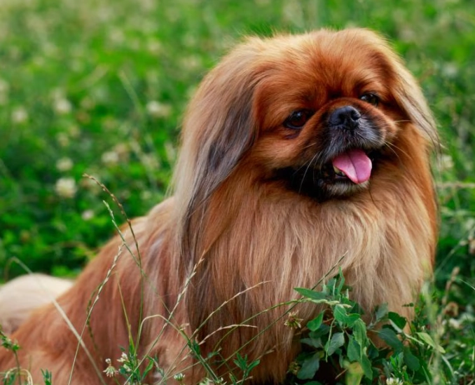 Pekingese dog