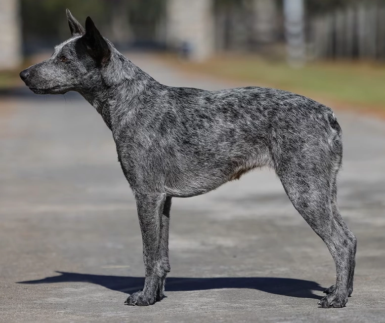 stumpy tail cattle dog temperament stumpy tail cattle dog temperament