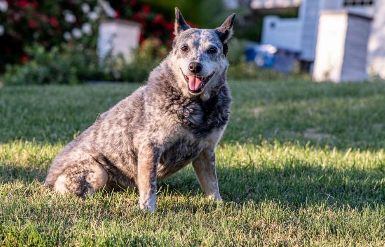 Stumpy Tail Cattle Dog Stumpy Tail Cattle Dog