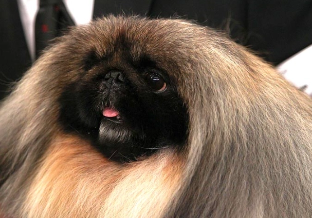 Pekingese care