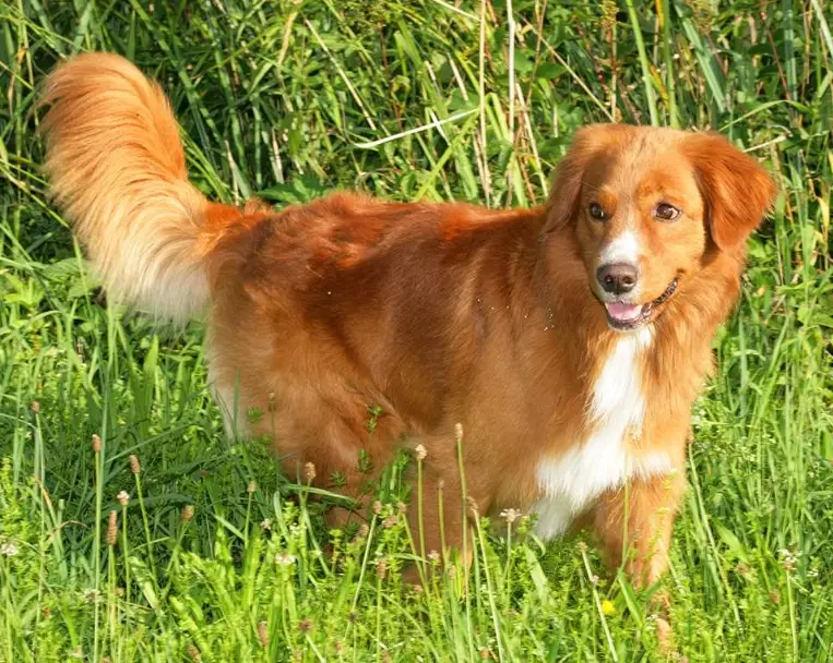 small retriever breed small retriever breed